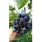 Aronia Berry Doku Kültürü 1.5 Yaş